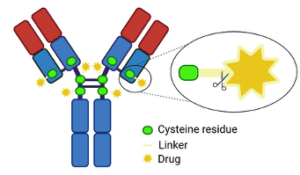 diagram showing various shapes depicting cancer drug interaction with antibodies.
